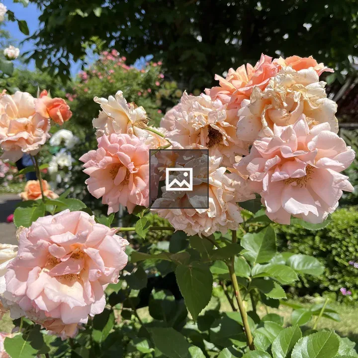 Pink and Peach Roses Cluster