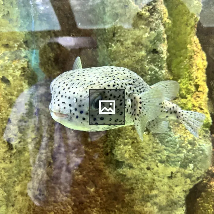 Spotted pufferfish in aquarium