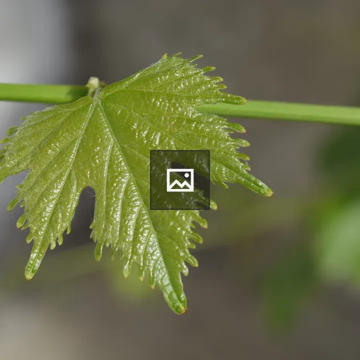 Grapevine Leaves