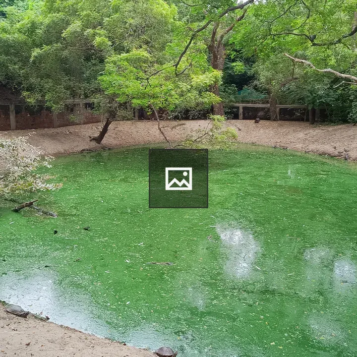 Pond at Crocodile Park Chennai