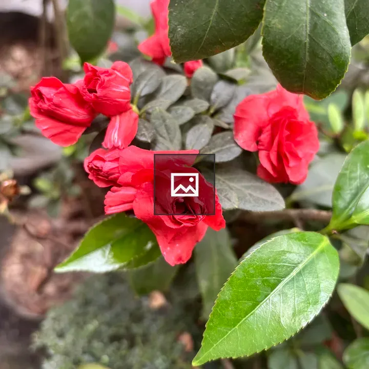 Vibrant red flowers on a green bush