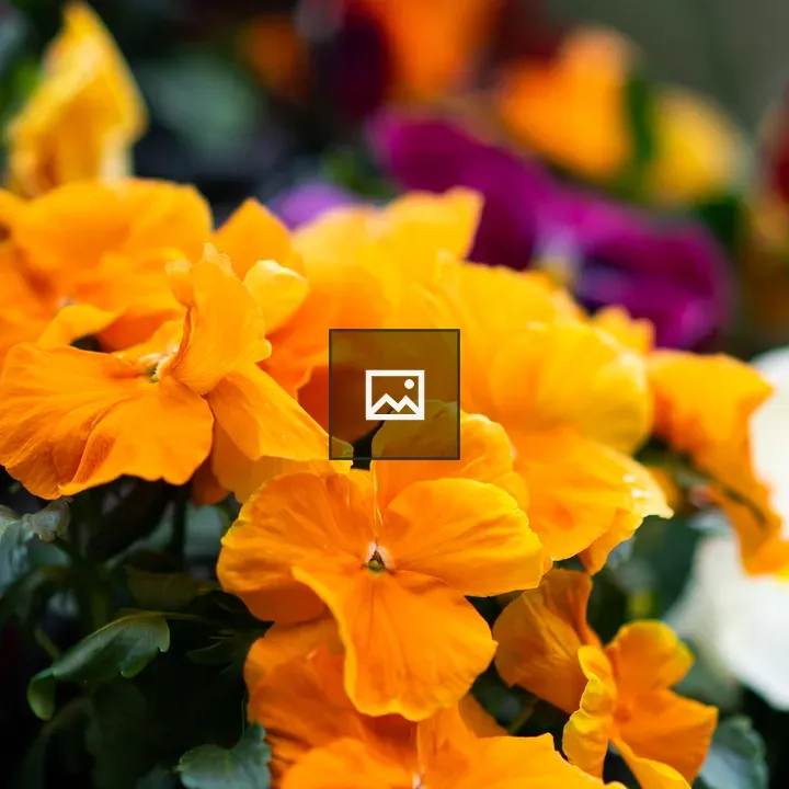 Orange Pansy