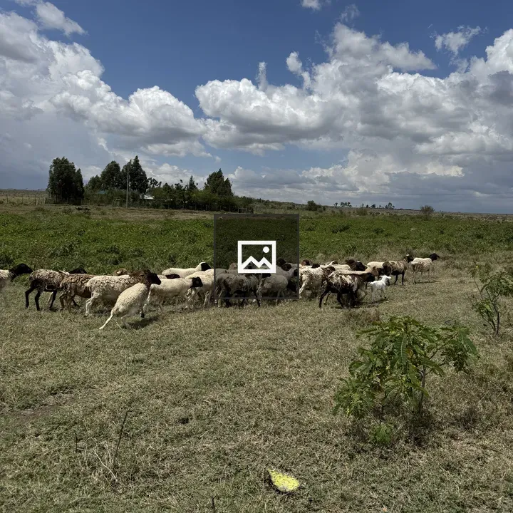 Sheep Herd in Open Field