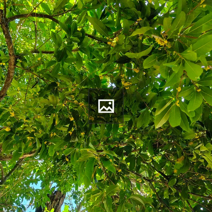 Close-up of green leaves and yellow flowers