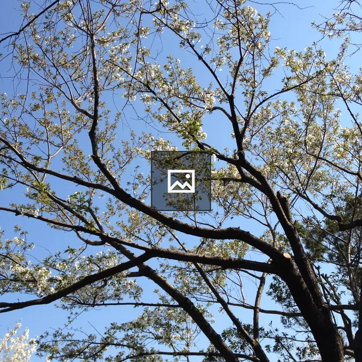 Mountain Cherry Blossom in Chiba