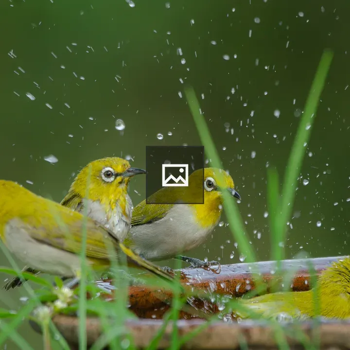 Yellow White-Eye Birds in Birdbath