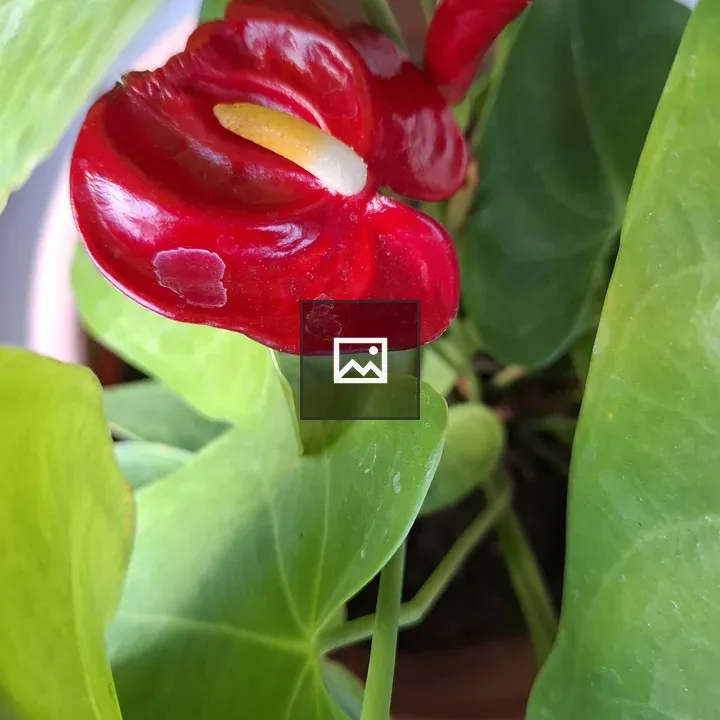 Red flower with central yellow and white core