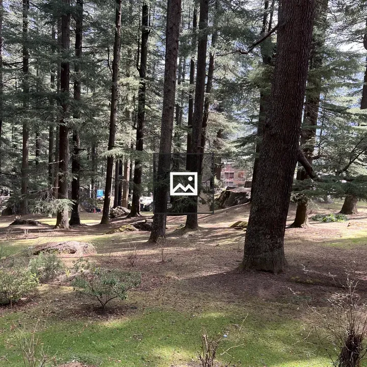 Serene evergreen forest scene