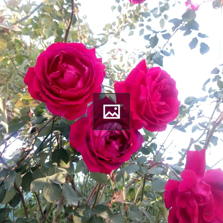 Red Roses with Stems and Leaves