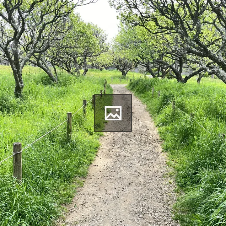 Path through green orchard