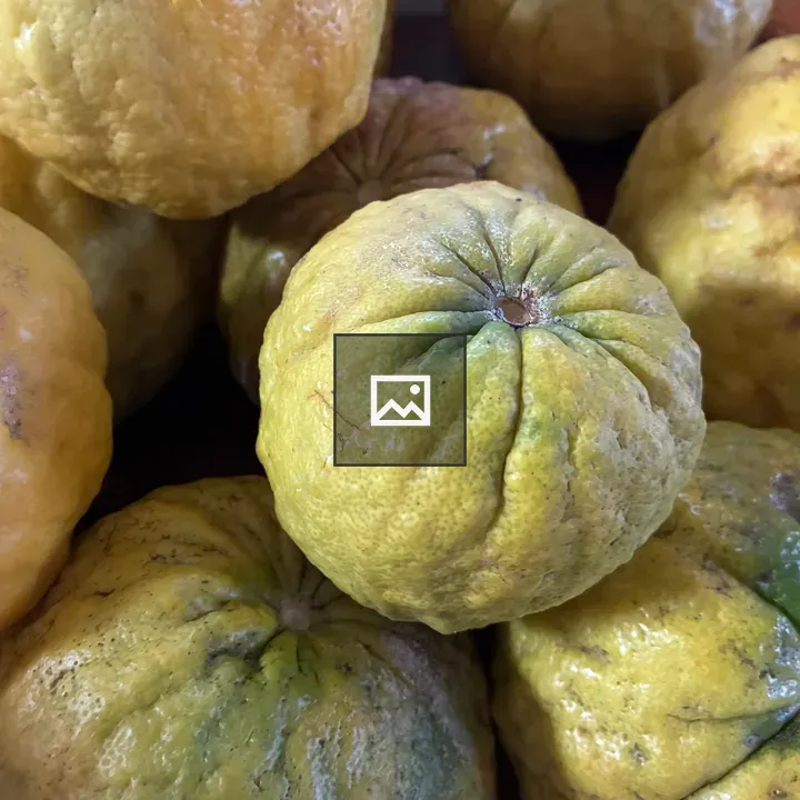 Close-up of Yuzu Fruits