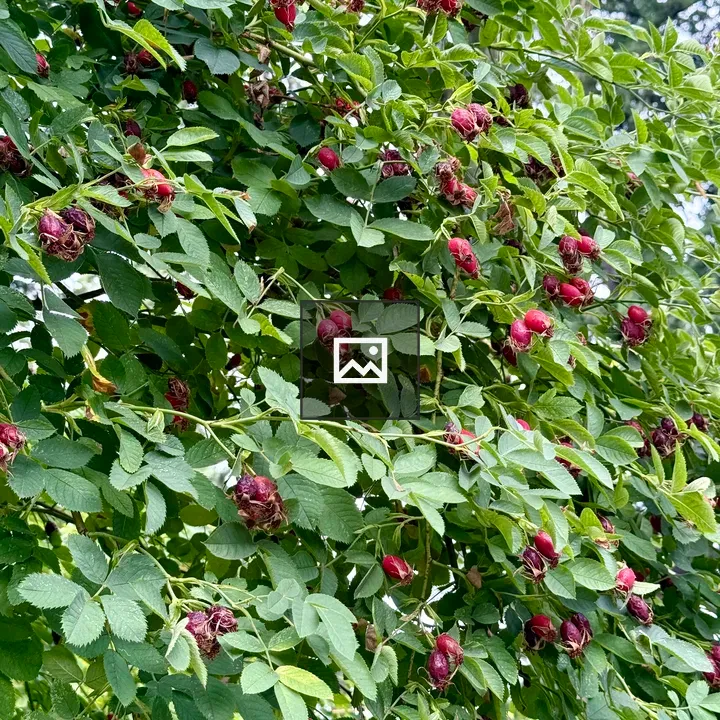 Rose hips on green bush