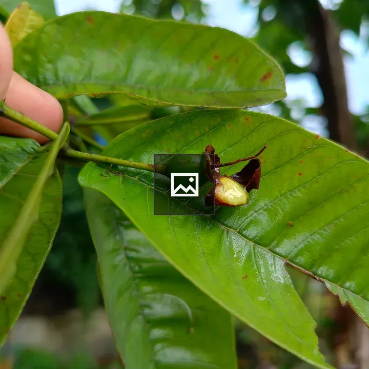 Hand Holding Green Branch