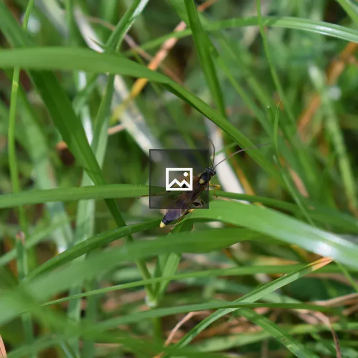 Yellow-black insect in grass