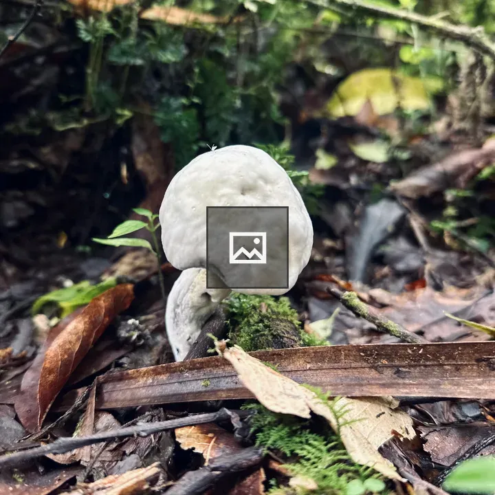 White mushroom among leaves in forest