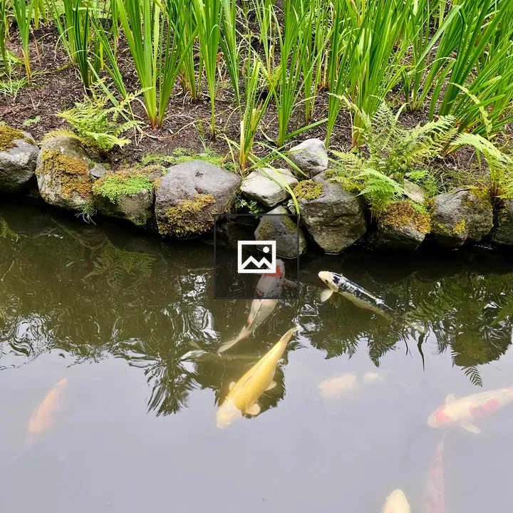 Koi Fish by Garden Pond