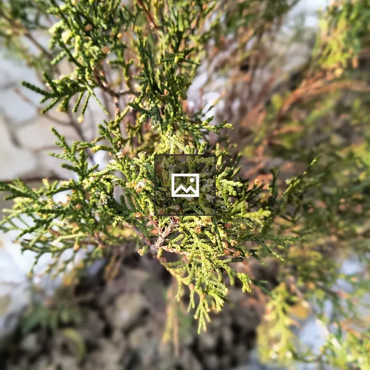 Close-up Plant with Green Buds