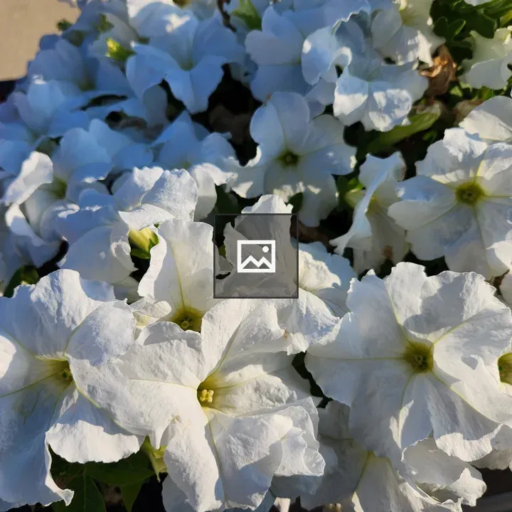 White Petunias