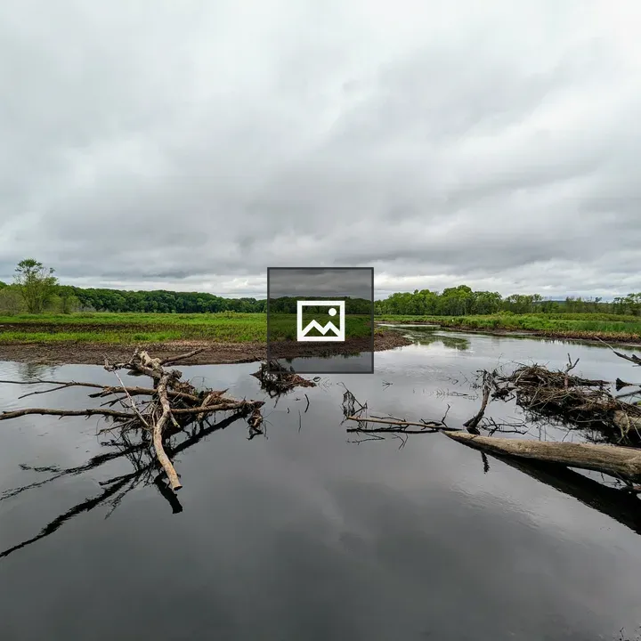 Winding river with driftwood