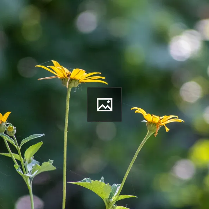 Three yellow daisies and spiderweb