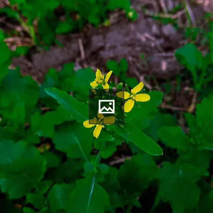 Yellow mustard flower