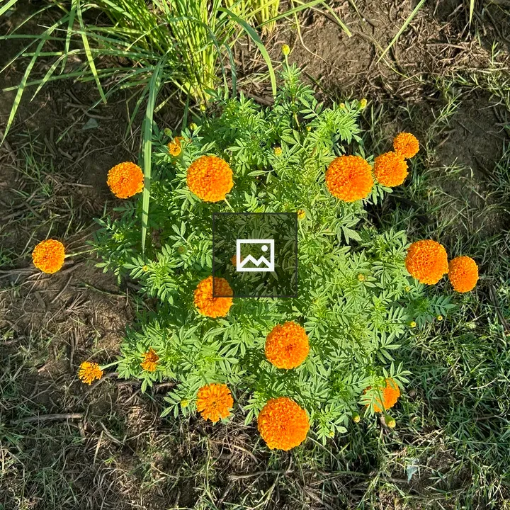 Marigold flower cluster