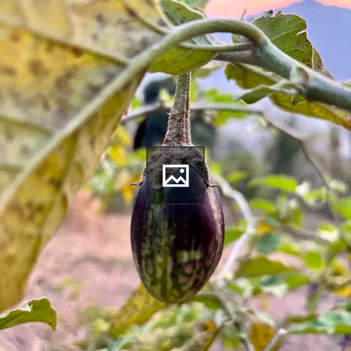 Eggplant on the Plant