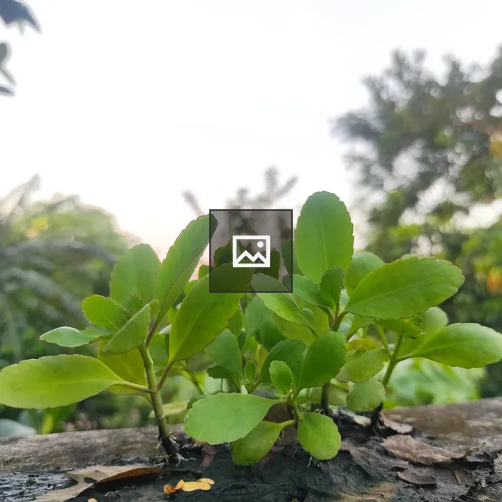 Small green plant on log