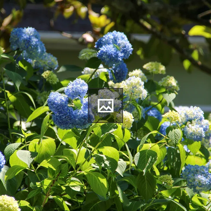 Hydrangea in Spring City
