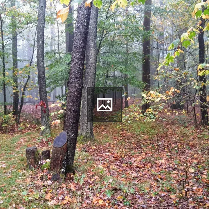 Early morning in Monongahela National Forest