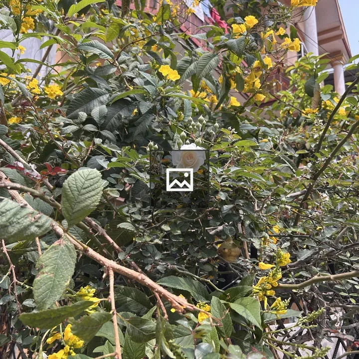 White rose with yellow blooms