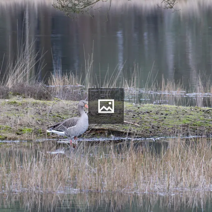Greylag Goose by Lake Edge