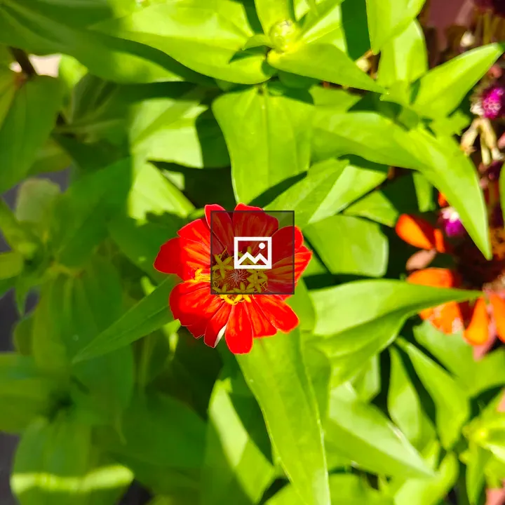 Red Flower with Green Foliage