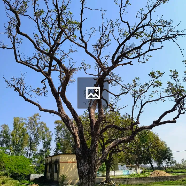 Majestic tree against blue sky