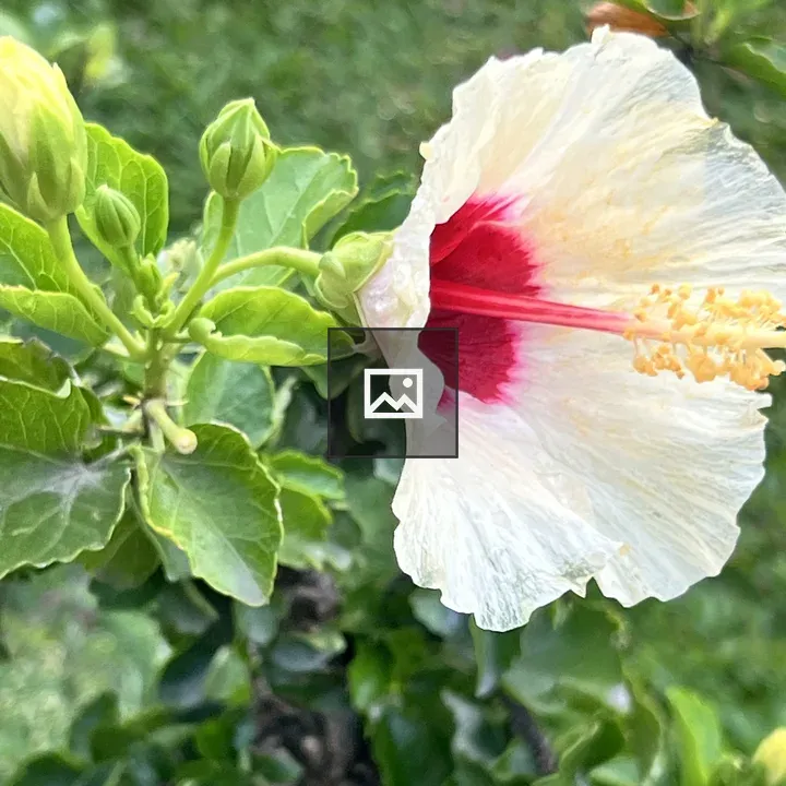 Hibiscus flower portrait