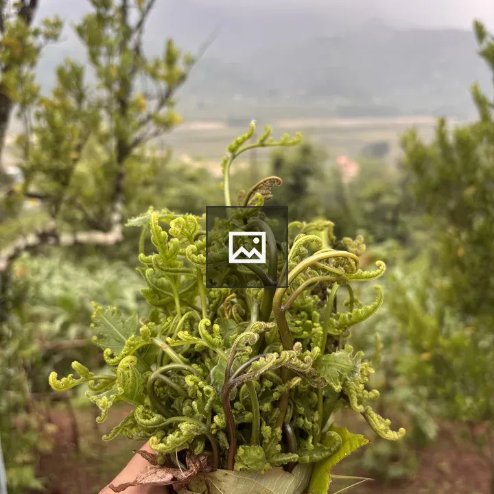 Hand holding fiddlehead fern
