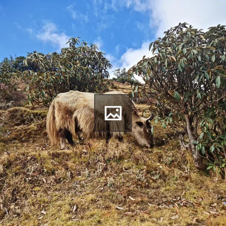 Yak at Mealtime Scene