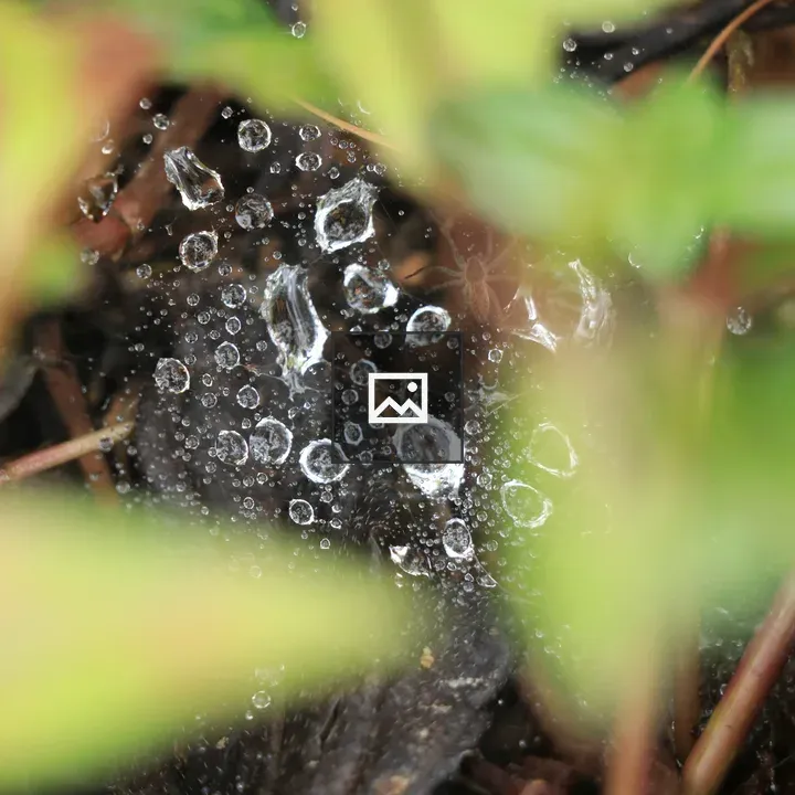 Water Droplet Web Close-Up
