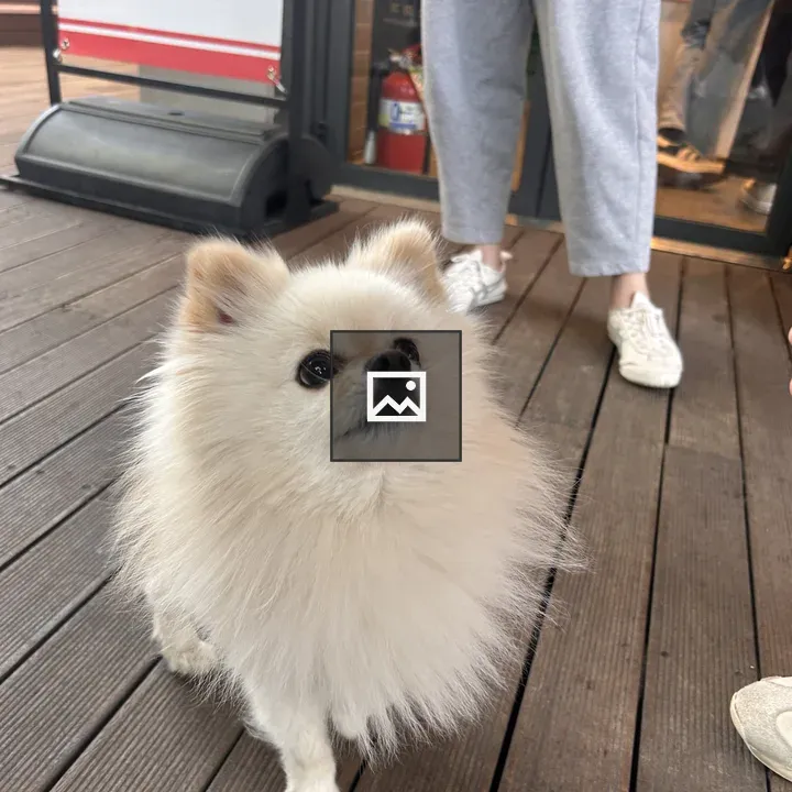 Pomeranian on Deck