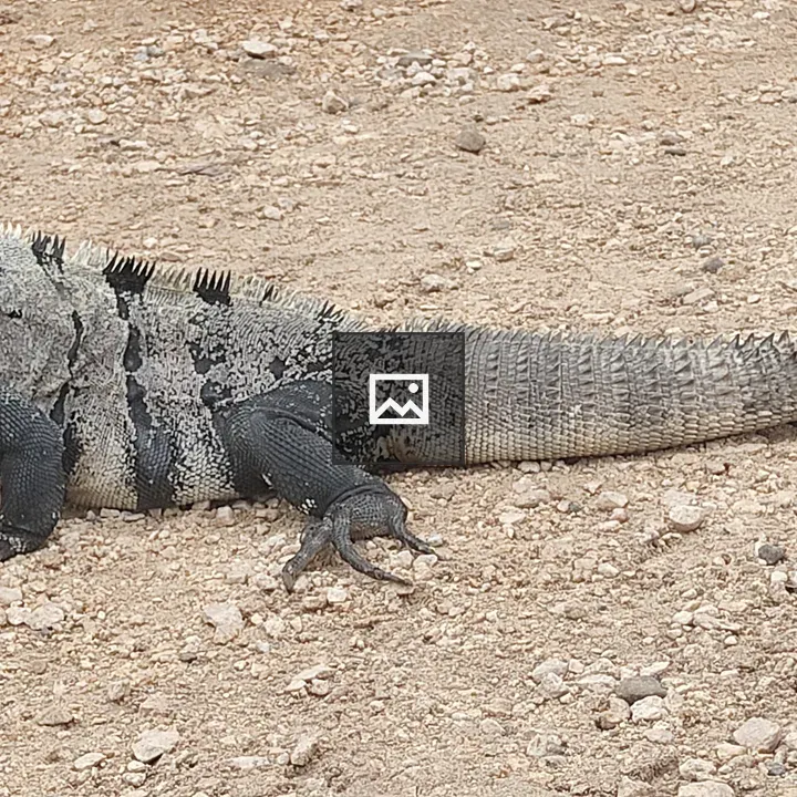 Iguana at Tulum site