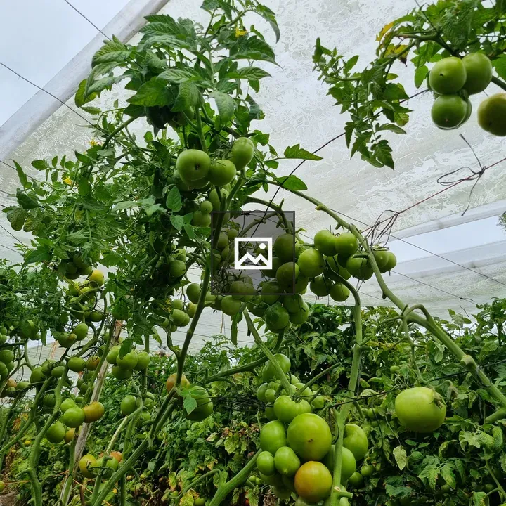 Greenhouse Tomato Plants