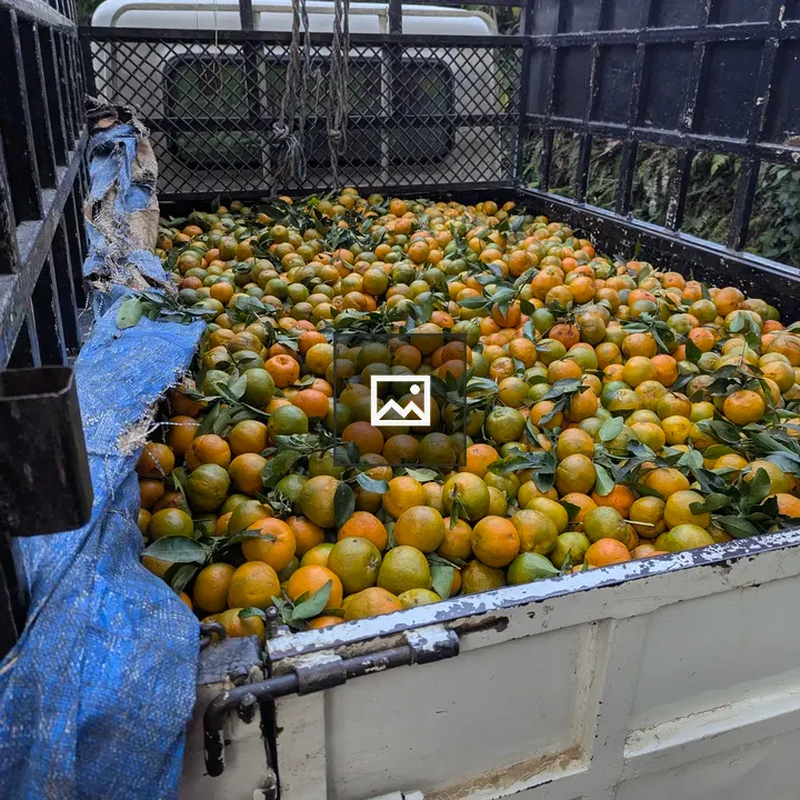 Tangerines in Truck Bed