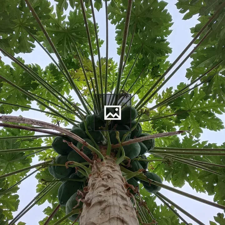 Papaya Tree