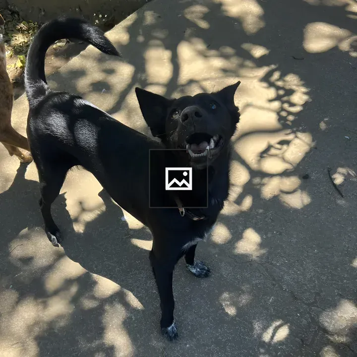 Black dog on sunlit path