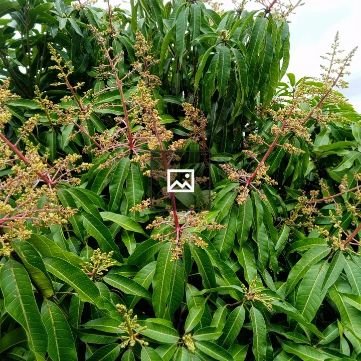 Flowering Mango Tree
