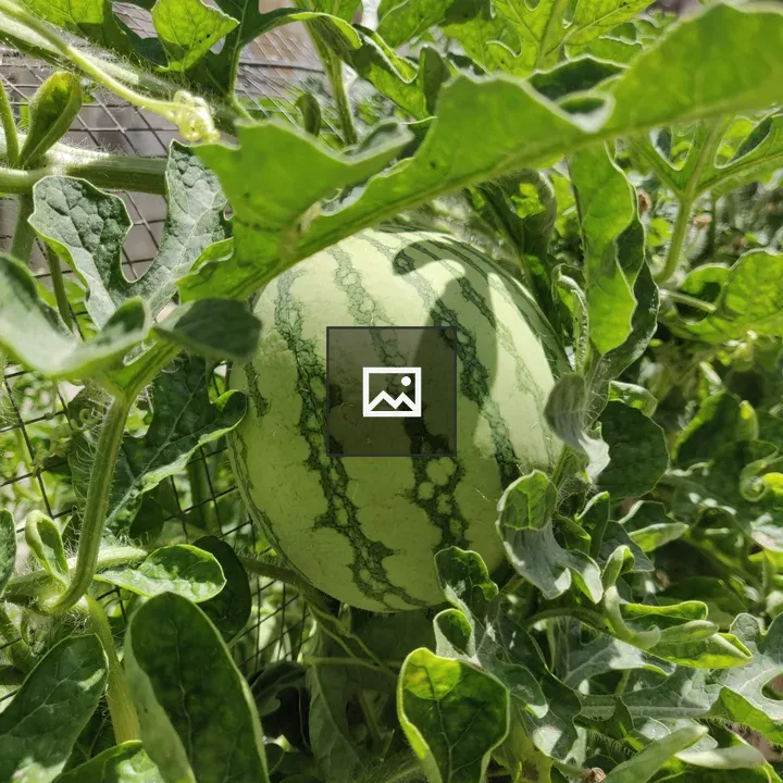 Watermelon Plant