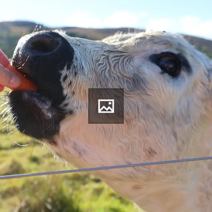 White Galloway cow being fed