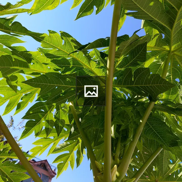Papaya Leaves Close-Up
