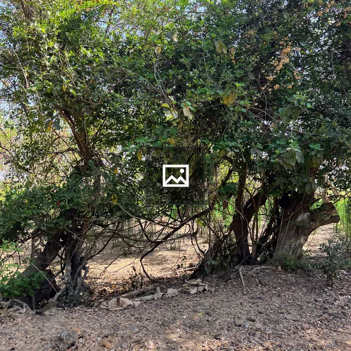 Dense green bush with twisted trunks