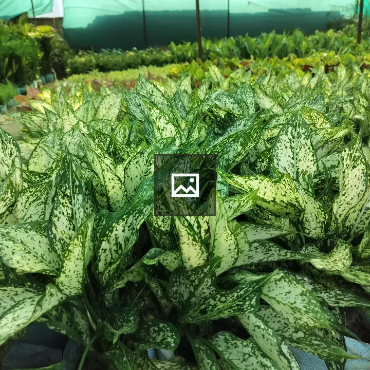 Variegated Pothos Leaves